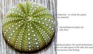 Recent echinoderm, minus its spines that detached soon after the animal died. The spines were attached to the primary tubercles. The 5-fold symmetry is readily apparent. The five ambulacral and interambulacral areas each consist of interlocking calcite plates that tend to separate when the animal dies. Image credit Sheila Brown. 