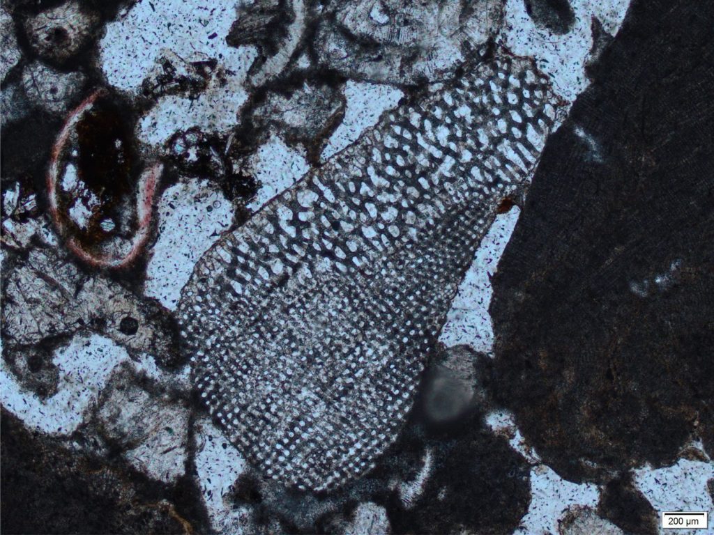 An abraded echinoderm plate in modern beachrock, Hawaii. The perforated structure is easily identified. Under crossed polars the grain extinguishes as a single crystal. Plain polarized light. 
