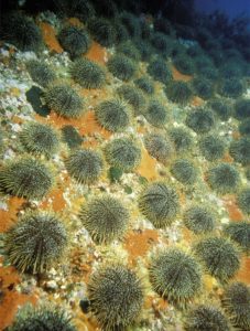 A community of grazing echinoderms have almost cleaned the bedrock surface of bryozoa and algae (depth 25 m). In the process they add fine bioclastic debris to the local sediment mass. Three Kings Islands, northernmost NZ. Image courtesy of Cam Nelson.