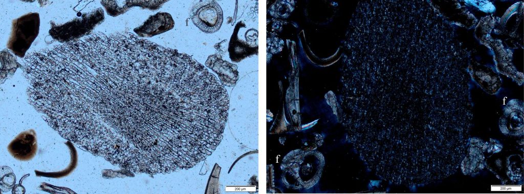 Recent echinoderm plate, slightly rounded by abrasion, sampled from temperate water bioclastic sand (that includes benthic forams (f), bryozoa, barnacle, and mollusc fragments). The perforations are unfilled. Left: Plain polarized light; Right: crossed polars with the grain in full extinction. Grain mount thin section. Three Kings Islands, northernmost NZ.