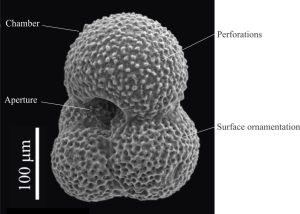 SEM image of the iconic planktic foram, Globigerina, a trochispiral Rotaliid. The test is peppered with micron-sized perforations, or pores. Image credit: Bolli, H. M., Saunders, K. Perch-Nielsen, 1985