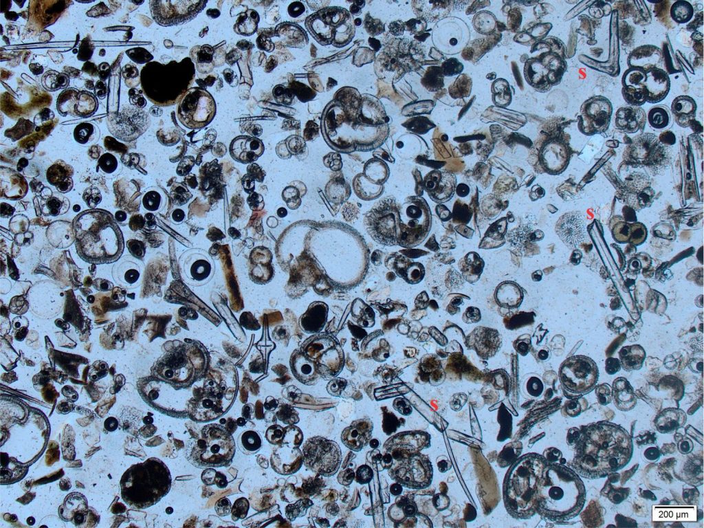 A grain-mount thin section of Recent bioclastic sediment from northern New Zealand. There are abundant Rotaliid forams (radial wall structure) plus a variety of intact and broken sponge spicules (s) that present as clear, colourless, pin-like rods. Plain polarized light.
