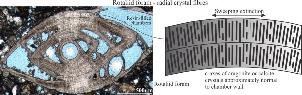 An Oligocene Amphistegina (a Rotaliid) in cross-section showing the characteristic layered and radial, almost prismatic crystal structure. Crystallites are generally normal to the test wall. Plain polarized light. A simplified schematic of this texture is shown on the right. Under crossed polars, crystal extinction appears to sweep across the foram section.