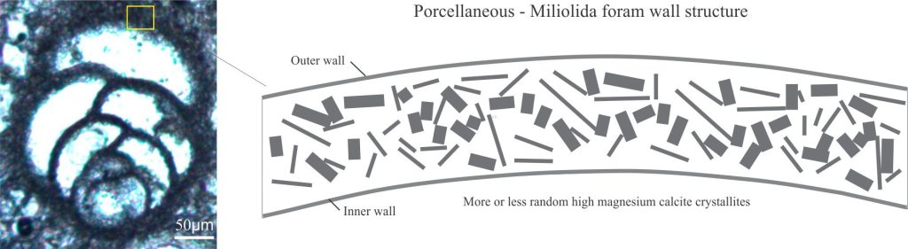 A biserial foram with Miliolid, or porcellaneous wall structure (left), consisting of needle and/or equant calcite crystallites that have no preferred orientation. Right is a schematic representation of this wall structure.