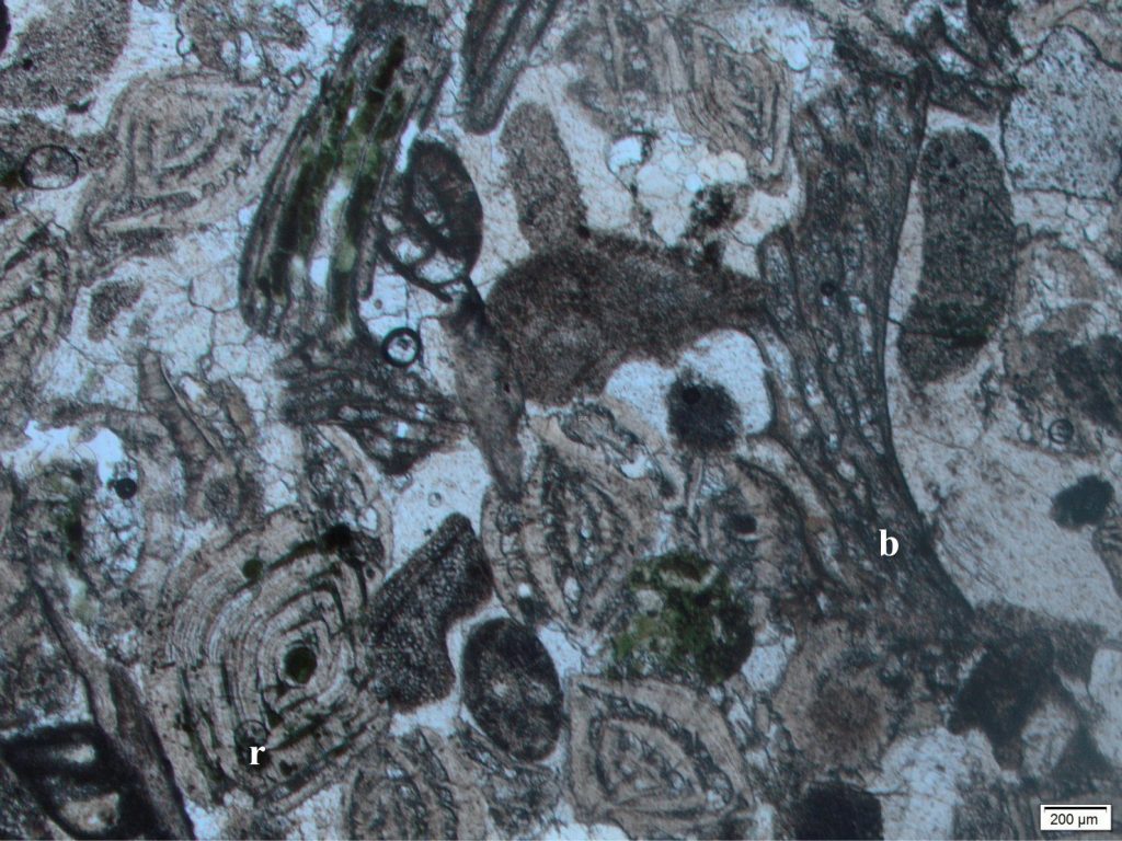 Several Rotaliids, probably Amphistegina, in an Oligocene bryozoa (b)-foram bioclastic grainstone. Chamber walls are layered with crystals arranged in characteristic radial patterns. Cements are mainly drusy calcite. Pale green patches are incipient glauconite cements. Plain polarized light. 