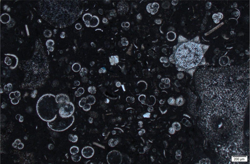 A mudrock with abundant planktic forams. Zoom in on the large foram lower left to see the radially arranged wall crystallites and spinose ornamentation. Most of the forams are intact, indicating relatively gentle suspension deposition from the overlying water column. There is a single fragment of calcareous algae bottom right. The star-shaped fossil (top right) looks similar to modern star-shaped forams (Baclogypsina sphaerulata) found on some Indo-Pacific beaches, particularly Okinawa where they are known as star sands. Sample source and age unknown. 