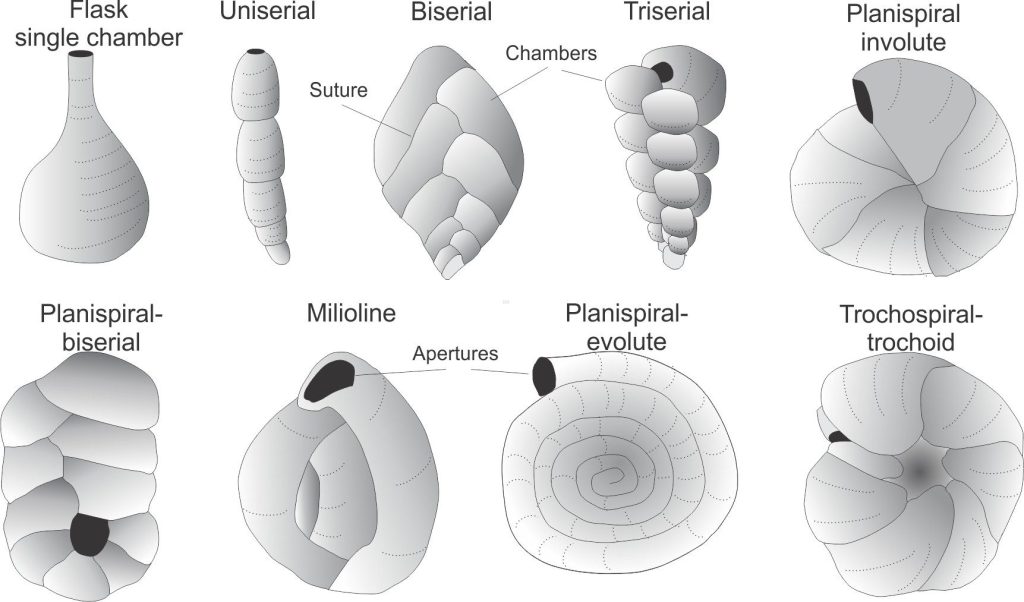 Some of the more common foram test shapes. The original figure is from Loeblich and Tappan, 1964 (the current figure was accessed and modified from https://www.ucl.ac.uk/GeolSci/micropal/foram.html )