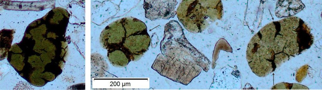 Left: An irregular peloid with cracked, vermiform glauconite. The dark brown-black, opaque (and isotropic) material, that along its edges is yellow-brown, may be limonite. Right: Peloidal glauconite in shades of green-brown and yellow-brown. The cracks typically taper towards the peloid centre (arrows). The cracks may have formed by syneresis (a process of fluid expulsion typically associated with the transformation of gels to crystalline materials – I think the jury is still out on this interpretation). Cracks will also render a peloid more vulnerable to disintegration from vigorous reworking; thus, the present examples have probably moved very little. Both images in plain polarized light. The bar scale applies to both images.