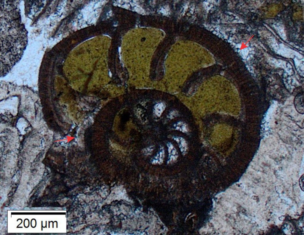 The outer chambers of this rotaliid foram are filled with yellow-green glauconite; the inner chambers with calcite spar. The radial wall structure is still visible although much of the calcite has been replaced by limonite and glauconite. The outer margins of the foram may have an isopachous calcite rind (arrows). The remainder of the cements are coarse calcite spar. Plain polarized light.