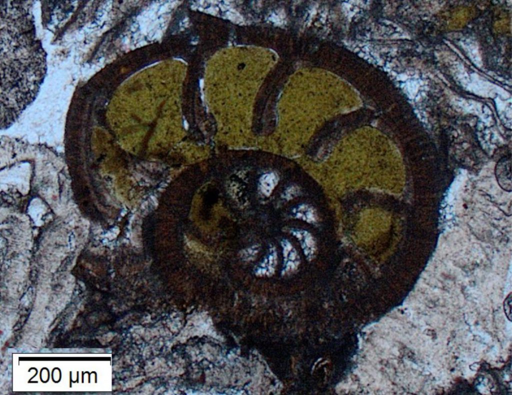 Glauconite in thin section - Geological Digressions