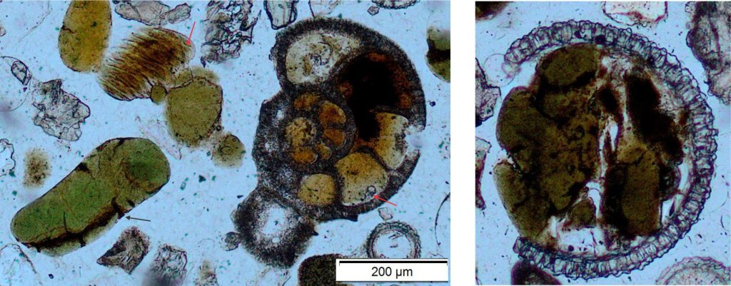 Left: Three things to note here: 1. The planispiral foram chambers have incipient glauconite fill, that along the inner margin of the test wall are transforming to pale green (red arrow). The radial crystallite wall structure is still visible. 2. Three ovoid glauconite peloids to the left of the foram display variations in colour that probably correspond with a range of maturities. The larger grain has developed a few cracks (black arrow). 3. The grain top left resembles barnacle plications; here too glauconite has begun to form with the outer grain rim developing green hues (arrow). Plain polarized light. Right: A rotaliid foram chamber (radial wall structure) partly filled by yellow-green glauconite and a few silt-sized fragments of quartz. The left side of the fill shows mammillated morphology. Plain polarized light. 