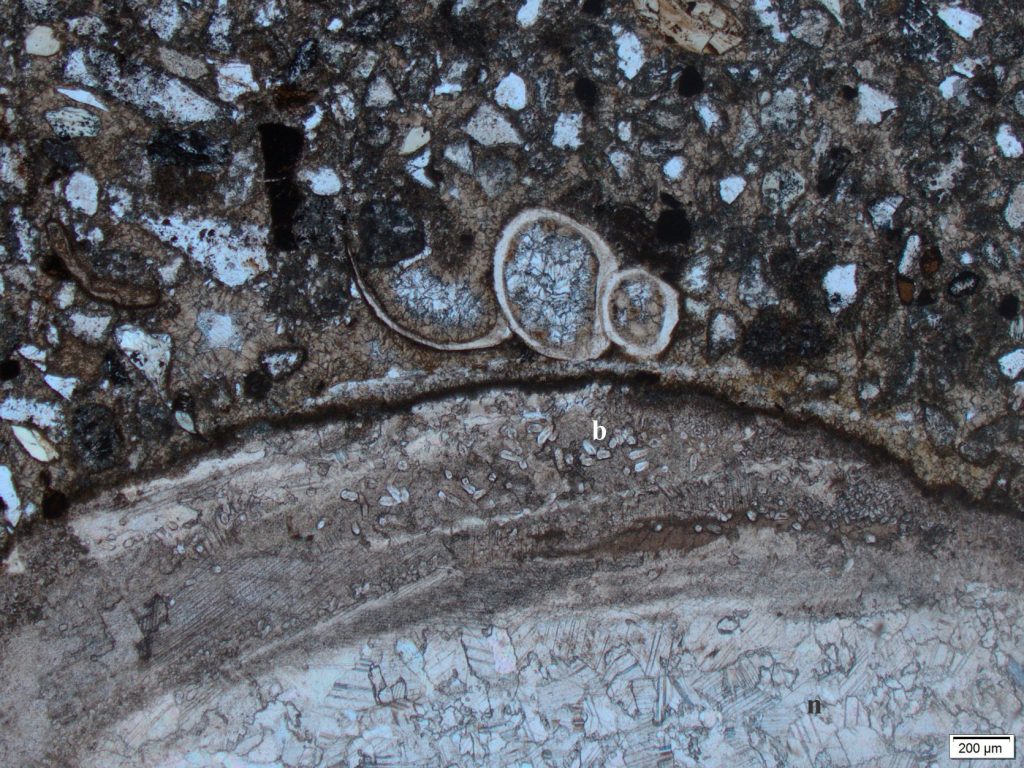 A small gastropod spire snuggled up against a much larger fragment of (probable) bivalve. The whorl cavities are lined initially by isopachous siderite (brown), followed by drusy calcite spar. The outer layer of the bivalve is mostly neomorphic calcite spar (n), but relict fabrics suggest an original crossed lamellar structure (arrow). The outer margin of the shell has numerous small borings (b). Plain polarized light. Jurassic, northern British Columbia. 