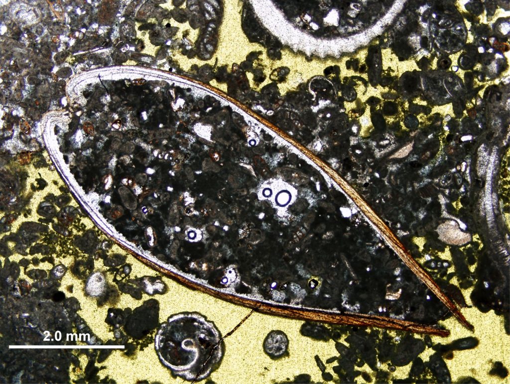 A small thin-shelled bivalve with hinged valves (hinge top left); valves thin towards the ventral margin. The outer layer (yellow-brown) has either crossed lamellar or foliated structure – this layer thins towards the umbo and is underlain by a (?) foliated layer. The inner surface is lined with a thin, isopachous aragonite rind. The sediment fill is predominantly pellets and sand. Plain polarized light. Holocene hardground, Abu Dhabi. Image courtesy of Stephen Lockier.