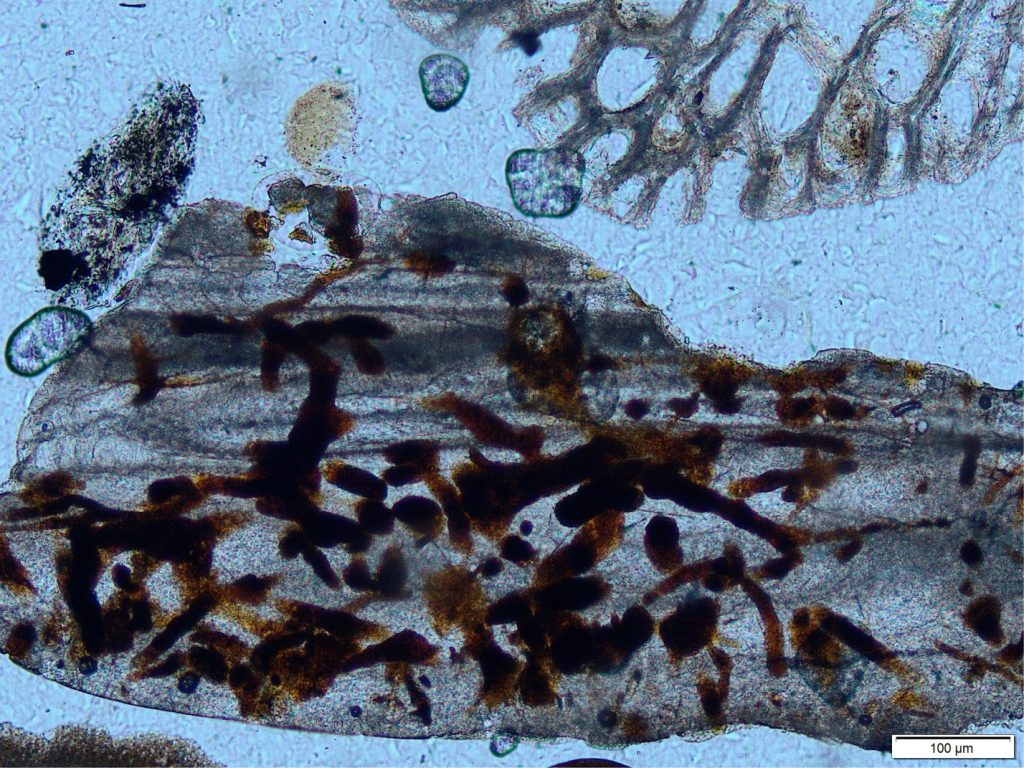 A partly recrystallized fragment of either a bivalve or gastropod showing relict foliated layering. This fragment is thoroughly bored, probably by sponges. The borings are filled by micritic calcite (dark brown). Top right is a bryozoa fragment. Plain polarized light.