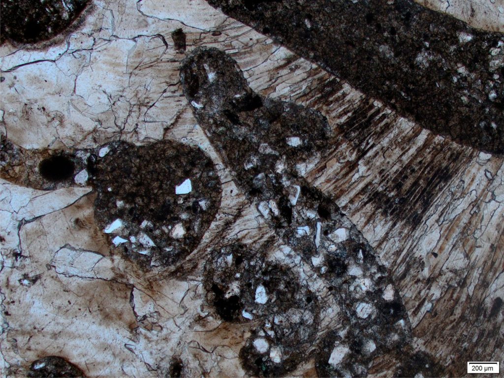 Fragment of a large gastropod showing recrystallization of the original aragonite and calcite neomorphism to coarse spar. The top margin shows relict prismatic structure. The borings have been filled with host sediment. Plain polarized light. Provenance unknown.