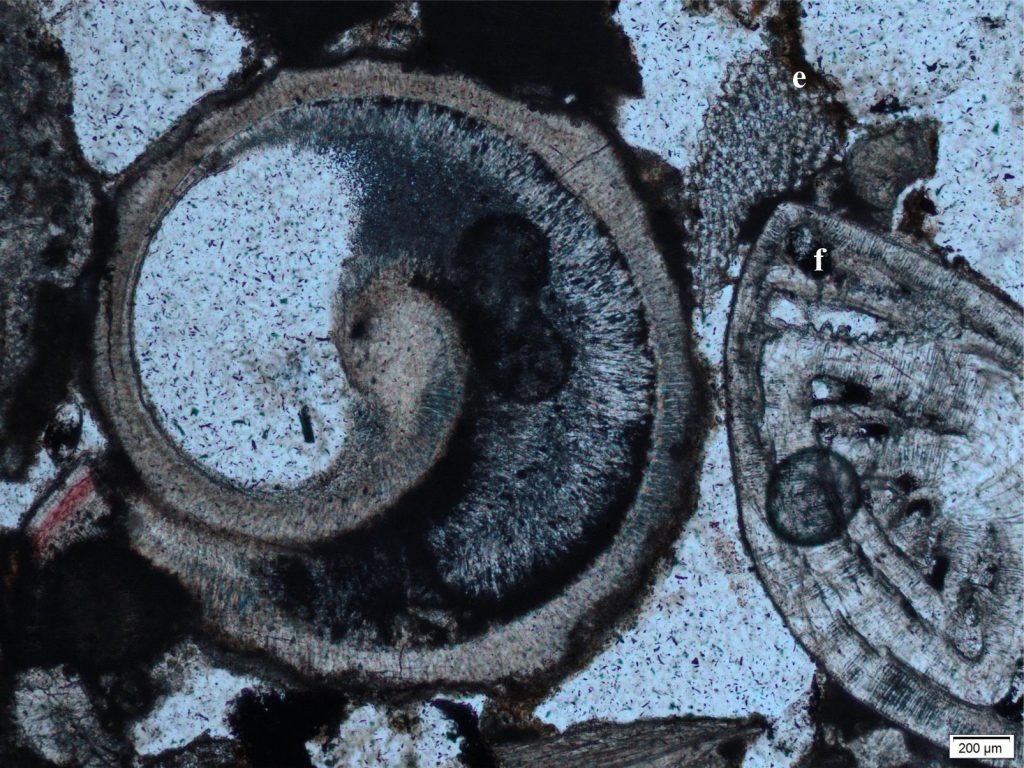 A transverse section of a small gastropod (details of layering shown in image above). The central columella is characteristically thickened. The whorl cavity is filled with bundled isopachous fibrous aragonite cement. Its neighbours include a large benthic foram and an echinoderm fragment. Plain polarized light. Recent beachrock, Hawaii. 