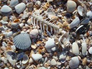 Molluscan bioclastic beach deposits