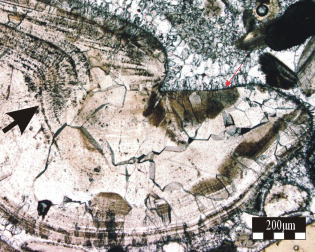 A Pliocene bivalve sectioned to show the hinge line (red arrow) and umbo. The original aragonite has been replaced by coarse neomorphic calcite spar, but remnants of the original foliated or crossed lamellar layers persist (black arrow). Plain polarized light. Image courtesy of Vincent Caron. 