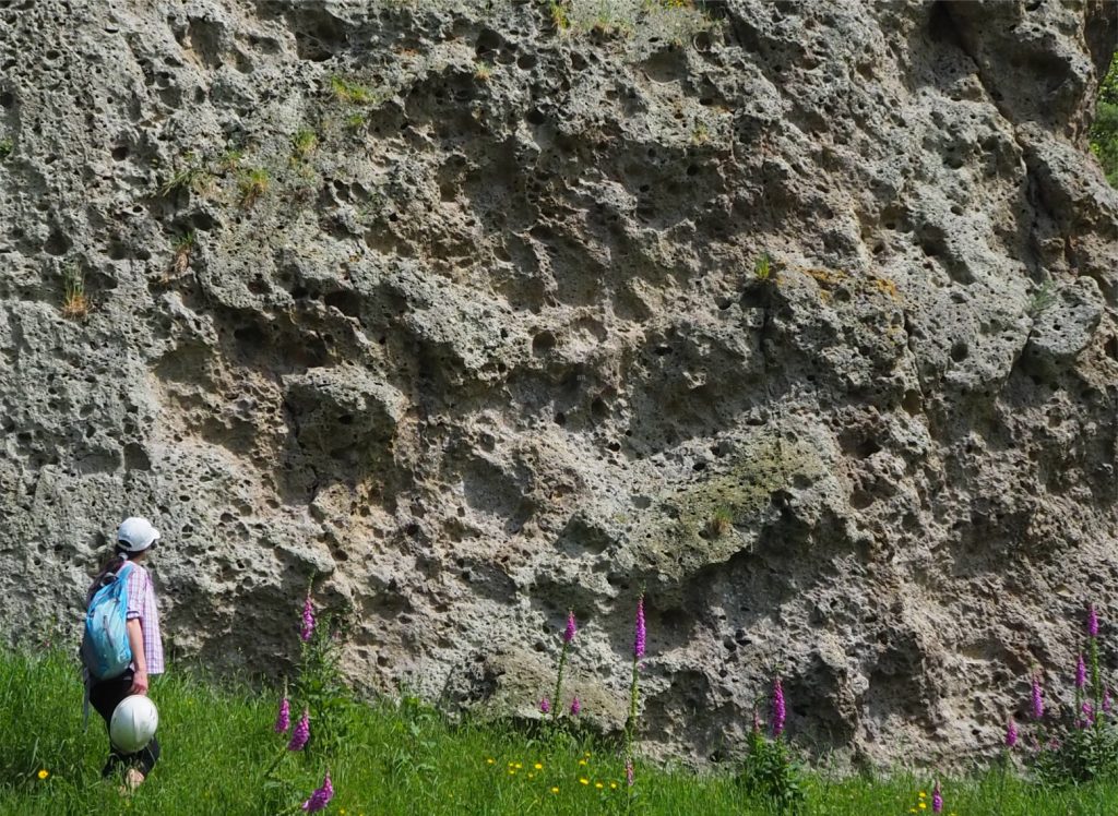 Typical weathered, pockmarked exposure of the Ongatiti Ignimbrite. The ‘holes’ are formed where soft pumice clasts are removed by weathering – giving us a good visual indication of their abundance. The largest clasts here have 40 mm long axes. Clast size sorting is extremely poor. Ignimbrite bluffs in this area are popular with rock climbers.