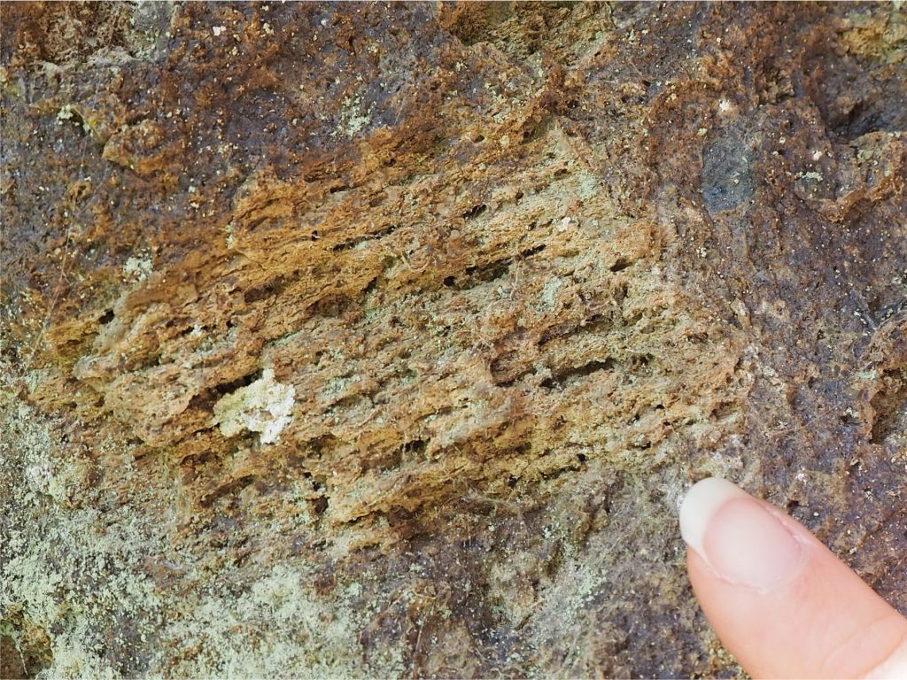 A relatively intact, non-sintered pumice clast with preserved vesicles (there is some iron oxide alteration), Ongatiti Ignimbrite (location as above). 