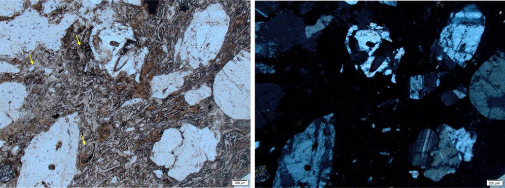Welded 1.21 Ma Ongatiti Ignimbrite (located in a quarry at Hinuera). Left: Broken plagioclase phenocrysts are surrounded by flattened and stretched glass shards – compression has produced flow patterns around the crystals. The remnants of bubble-wall textures are seen in some shards (arrows). Plain polarized light. Right: The glass component is isotropic under crossed polars.