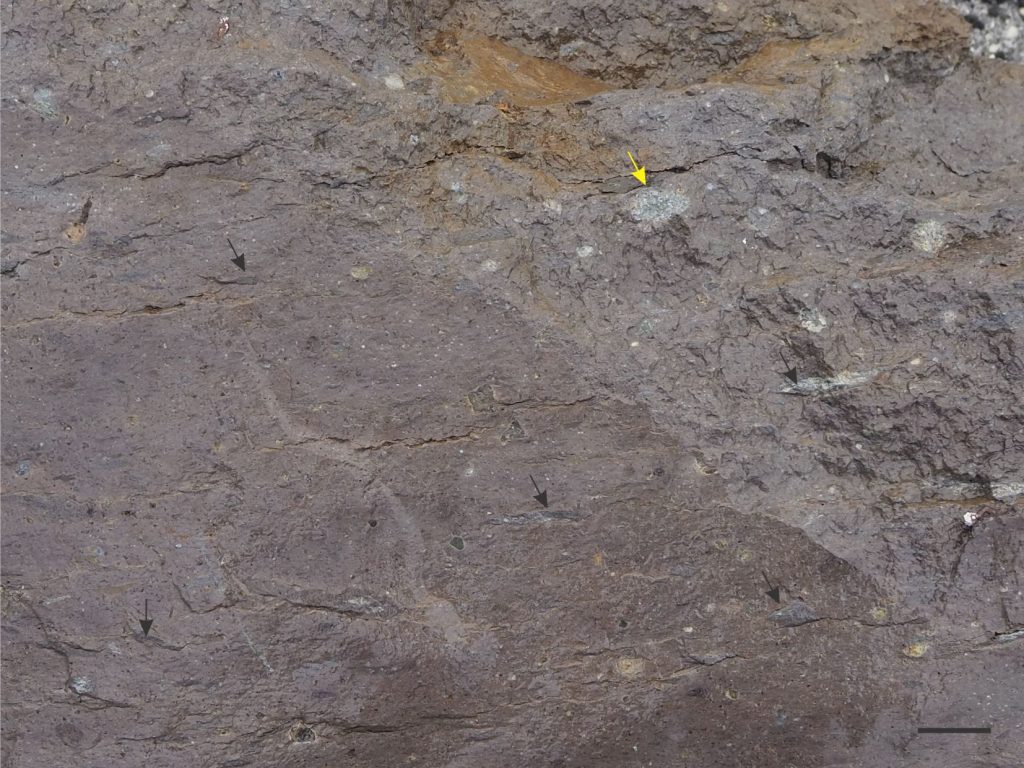 Welded ignimbrite exposed along the faulted shoreline margin of Lake Rotoma, part of the Okataina Volcanic Centre (about 320 ka). Most pumice fragments are stretched and flattened (arrows) but a few denser varieties are unchanged (yellow arrow). The ignimbrites are intercolated with flow banded rhyolites, obsidians, and coarse breccias. Taupo Volcanic Zone, New Zealand. Bar scale 30 mm.