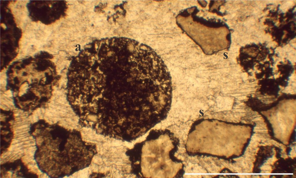 A non-structured accretionary pellet of fine ash (a) within a thick, Paleoproterozoic pyroclastic density current. The aggregate core is more densely packed than the rim. Associated fragmentals include shards (s - glass replaced by silica and some calcite) and pumice fragments. All fragments occur within later diagenetic calcite cement. Bar scale is 4 mm. Flaherty Fm. Belcher Islands. 