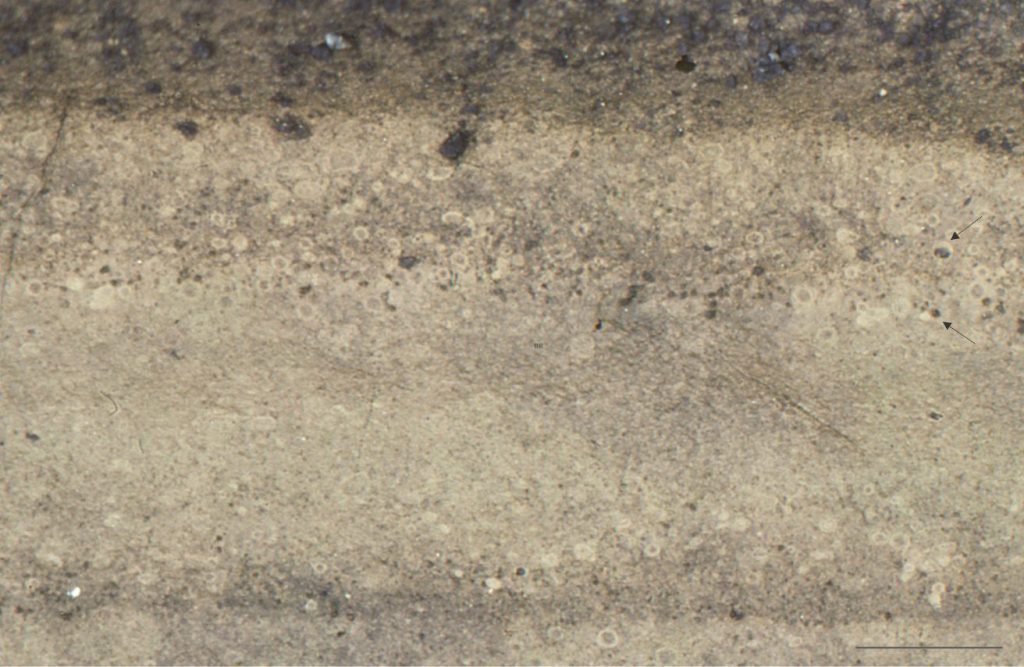 A closer look at the Late Pleistocene accretionary lapilli shown in the previous image. Most lapilli have ash cores and much finer-grained concentric rims. A few have solid, dark basalt cores (arrows). Bar scale is 25 mm long.