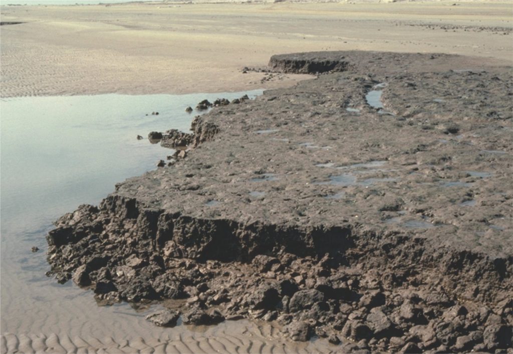Local shoreface ravinement along part of the Galveston coast (Texas) is eroding older salt marsh-lagoonal muds as the shoreline migrates landward. The resulting stratigraphy will eventually place tidal flat and shoreface sands over whatever is left of the mud facies.