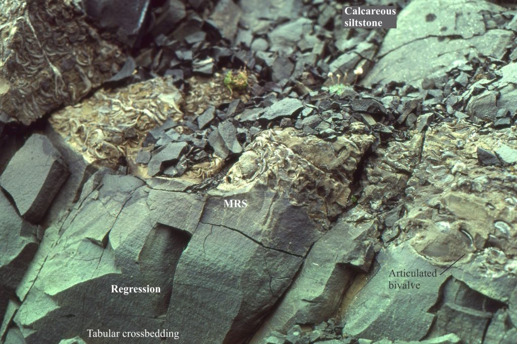 A closer look at the regressive - MRS contact and the calcareous, pebbly mudstone-siltstone (the basal part of a condensed, transgressive package). Many of the fossil molluscs are intact; the bivalves are articulated and encrusted by bryozoa, indicating minimal reworking across the sea floor. Their abundance signals very low sedimentation rates during transgression. The pebbly mudstone is overlain by calcareous siltstone that is part of the transgressive package, overlain abruptly but conformably by coarsening-upward shale-sandstone – the contact is the maximum flooding surface (just out of the picture). Jurassic, Bowser Basin, northern British Columbia. 