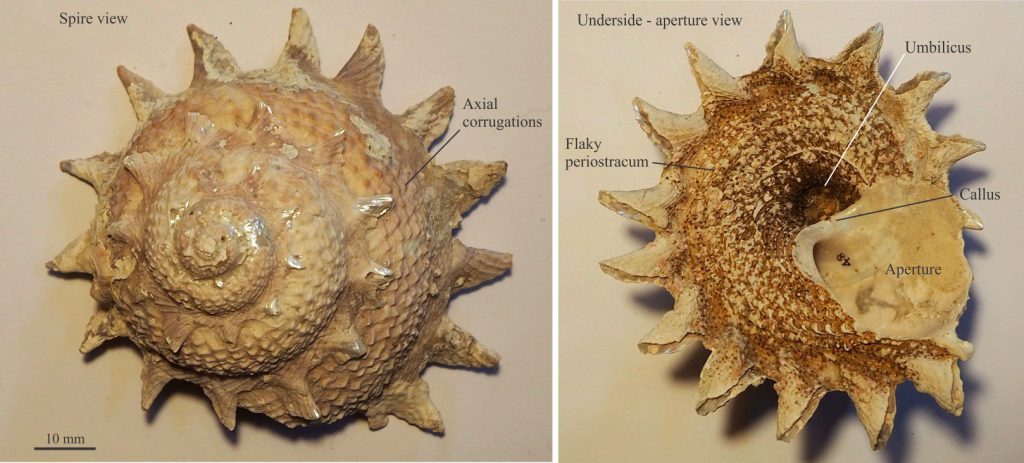 The turbinid shell Cookia sulcata (NZ) that has a conical shape with a flattish base and large, solid spines evenly spaced around the sutures. Whorls are inflated. The umbilicus is almost completely open (partly covered by the callus). The brown covering seen on the underside is the periostracum, an organic layer secreted by the organism to help protect the shell from abrasion - it has low preservation potential.