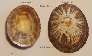 Common limpet shells like these Cellana are non-coiled. Like Haliotis, they attach to hard substrates and can withstand significant wave pressures – they like to live in wave-washed zones.