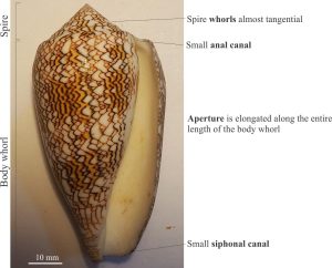 The elongate, relatively narrow aperture is typical of Cone shells and Cowries. The shell surface is smooth, lacking surface ornamentation. Unfortunately, shell colour is rarely a preservable property.