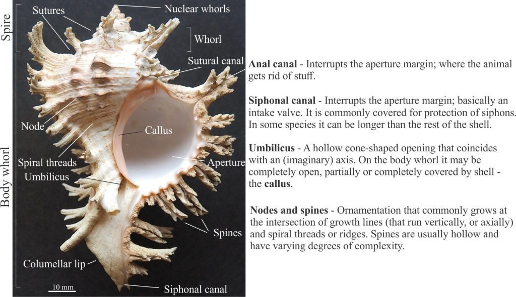 The spiny murex are some of the most spectacular marine snails. This fine example of Chicoreus ramosus contains many of the structural and ornamental attributes that are common to many other species. The spectacle of most murex shells lies in their ornamentation – arrays of spines, nodes, and spiral threads that extend around whorl circumferences. Many of these calcareous growths form at the intersections with growth lines – the growth lines in most gastropods extend the length of the shell (and not its circumference).