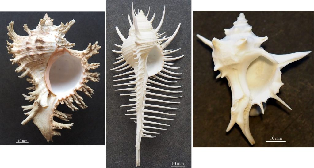 The sartorial spendour of spiny Murex – the real show-offs in the world of gastropods. From the left: Chicoreus ramosus (the Ramose Murex, Philippines); Murex pecten (Venus comb Murex, Philippines); Porieria zelandica (New Zealand) – the one I stood on!.