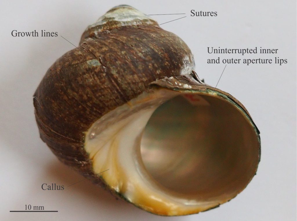 In the turbinate Cat’s Eye shell (Turbo) the body whorl is about the same height as the spire. The whorls are inflated – compare them to whorls in the turret shell shown above. The margins of the aperture are continuous, lacking interruptions by either siphonal or anal canals. The umbilicus is completely covered by a broad callus that extends from the inner lip of the aperture. Internally, the shell has a nacreous lining of aragonite. The operculum is a solid calcium carbonate disc (the cat’s eye) that has high preservation potential compared with the chitinous opercula in many gastropods.