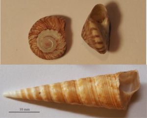 Two extremes of gastropod coiling seen in the common Turret shell (Maoricolpus) and the very low spired, discoidal Umbonium (Zethalia) (top).