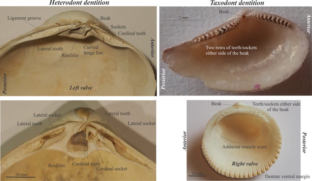Two of the most common types of dentition – heterodont (left) and taxodont (right). The example of Mactra ovata (NZ) shows some detail of the cardinal and lateral teeth and sockets. The two examples of taxodont dentition are Saccella hedlyi (top right) and Glycymeris laticostata, all from New Zealand waters.