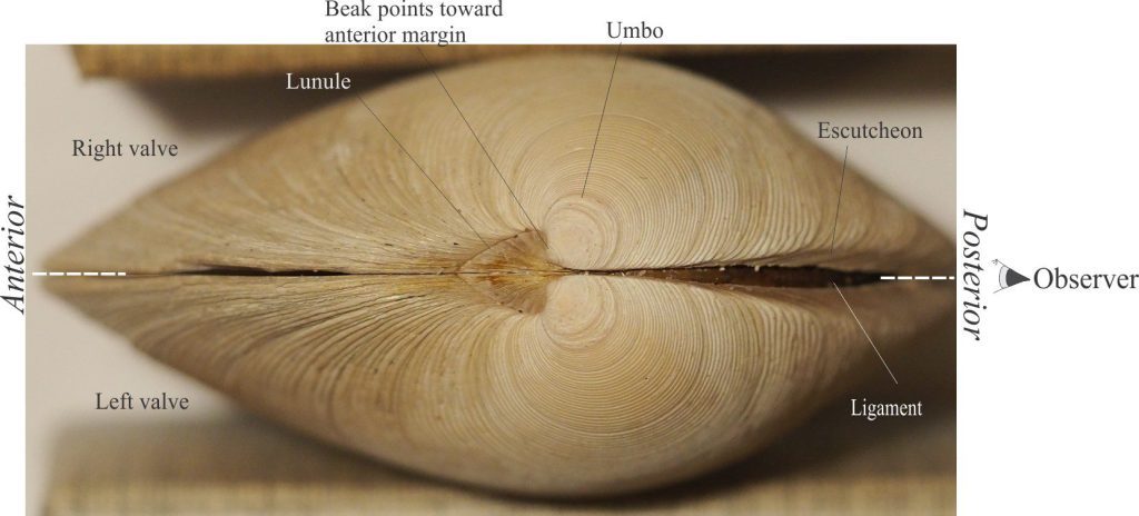 The equivalve, bilaterally symmetrical bivalve Dossinia viewed towards the umbo (Dorsal view). The white dashed line indicates the plane of symmetry. Note the closely spaced growth rings that originate at the beak.