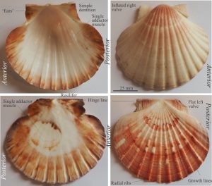 Internal (left images) and external morphology (right images) of the inequivalve scallop (Pecten novazelandiae). The inflated shell is the right valve. A single adductor muscle scar is faintly visible on the right-centre of the right valve and left-centre on the flat left valve. A ligament extends along the hinge line. With only weakly developed dentition, a resilifer helps the free-swimming scallop to open and close its valves.