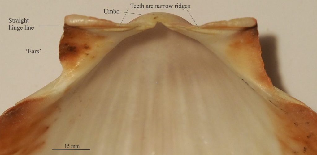 Isodont dentition in scallops is commonly a simple, narrow ridge either side of the beak, along a straight hinge line.