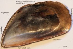 Dentition in the common mussel Perna canaliculus (right valve) is much simpler that either of the heterodont or taxodont examples, with only two small teeth at the pointed anterior shell margin. However, the ligament occupies about a third the overall length of the shell. 