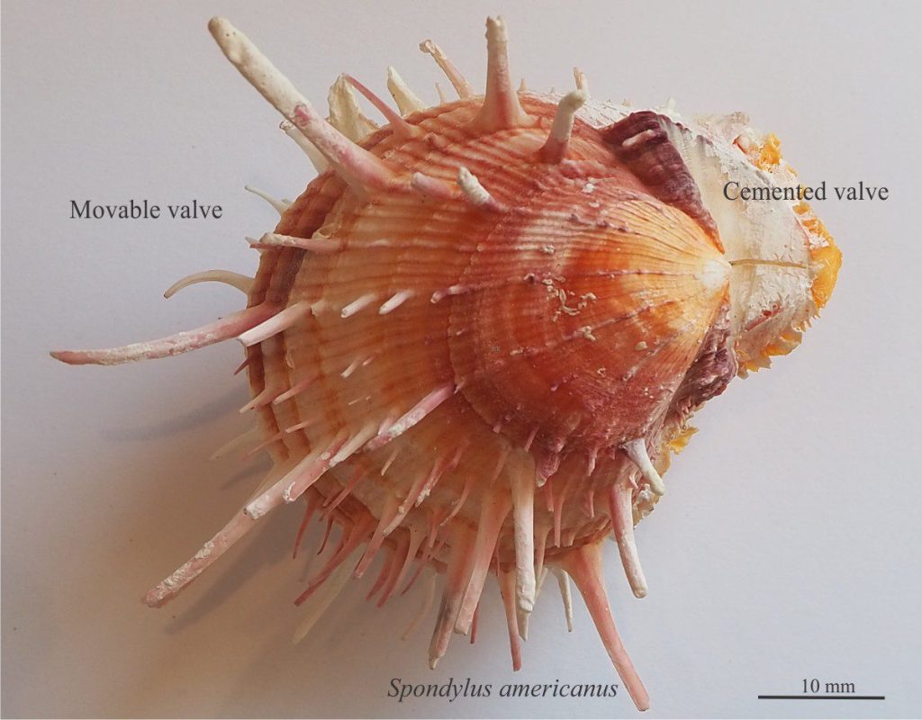 A very spiny Spondylus americanus – a pectinid and member of the oyster family. The lower valve was attached.