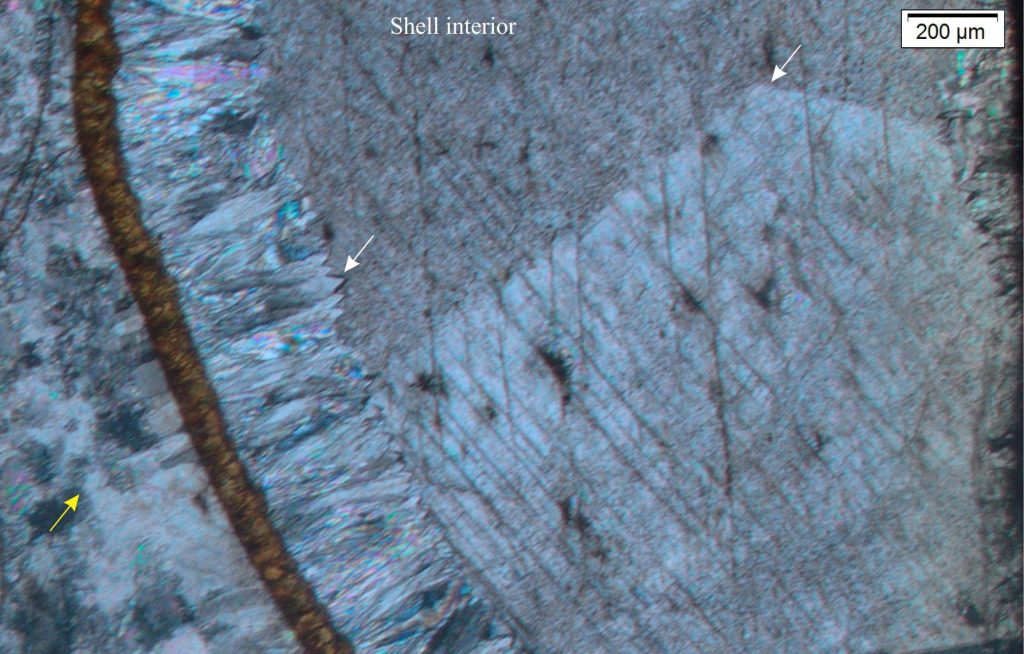 Contrasting neomorphic and cement textures in a Jurassic bivalve. Neomorphic fabrics in the (possibly aragonitic) shell preserve some of the original crossed-lamellar structures that parallel the shell wall (yellow arrow). Crystal boundaries are highly irregular, producing an irregular interlocking framework. In contrast, cementation of the shell interior (where the animal once resided) began with isopachous, scalenohedral calcite that was followed by coarse calcite spar. The skinny brown layer is the interior shell wall, now replaced by siderite. Crossed polars. 