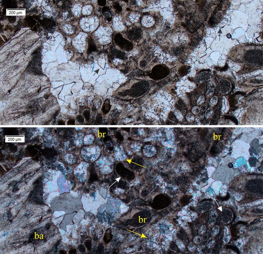 A mix of cement and neomorphic textures. Inter- and intragranular calcite spar cements in Oligocene barnacle (ba) https://www.geological-digressions.com/carbonates-in-thin-section-echinoderms-and-barnacles/ – bryozoa (br) limestone. Some of the smaller crystals lining bioclast rims have scalenohedral terminations (back arrows). The bryozoan intragranular zooid pores are filled with dark brown micrite (white arrows), but in some the micrite has recrystallized to calcite spar (yellow arrows). In this case, crystal boundaries are less distinct because the neomorphic spar is intergrown with remnant micrite. Top: Plain polarized light. Bottom: Crossed polars.