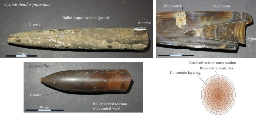 Top: Rostrum (left) and phragmocone (right) of the Callovian belemnite Cylindroteuthis puzosiama. Septa are simple, evenly spaced walls concave towards the anterior end. Bottom: Waisted rostrum of the Upper Lias Acrocoelites. Photos courtesy of Annette Lockier, University of Derby. Bottom right: The sketch of an idealised cross section of the rostrum, depicts progressive radial crystal growth (probably syntaxial) corresponding to the addition of successive calcite layers. 