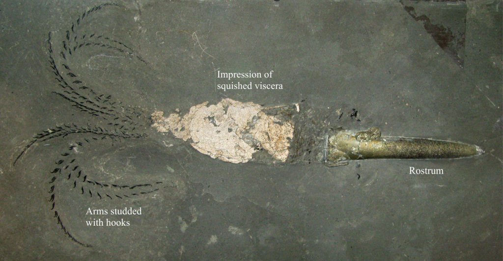 A rare specimen of the belemnite Passaloteuthis bisulcate showing the remains of the soft part of the animal, and arms lined with hooks. In life the rostrum was internal. The hooks are no longer than 5 mm. From the lower Toarcian Poisidonia Shale, Germany. Image credit: Ra'ike 