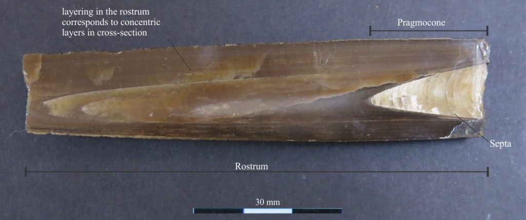 A longitudinal cut-section of an orthoconic phragmocone in the Callovian belemnite Cylindroteuthis puzosiama. The enveloping rostrum (guard) is solid calcite precipitated in concentric layers as the animal grew. Corresponding concentric calcite layers can usually be seen in rostrum transverse sections. Photo courtesy of Annette Lockier, University of Derby. 