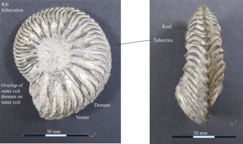 Upper Jurassic Cardioceras, is a convolute taxon where the latest coiled chambers overlap earlier coiled chambers by about 1/3 outer coil thickness. Prominent ribs bifurcate at the outer margins on both sides of the shell; they meet at a keel to form pointy protuberances. The shell margin has a triangular cross-section. Photo courtesy of Annette Lockier, University of Derby. 