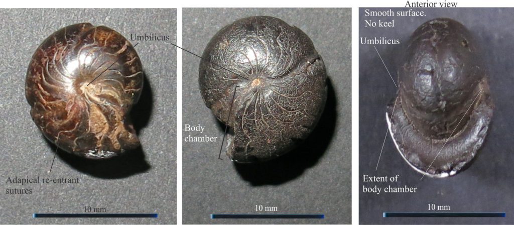 The Upper Devonian involute taxon Cheiloceras, a small bulbous goniatite ammonoid presenting simple sutures with curved, adapical re-entrants. The body chamber extends to the shallow umbilicus. Photo courtesy of Annette Lockier, University of Derby. 